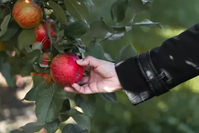 Tangan memetik apel merah matang langsung dari pohon di kebun apel Batu