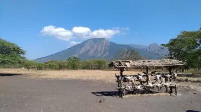 Savana terluas di Pulau Jawa di Taman Nasional Baluran