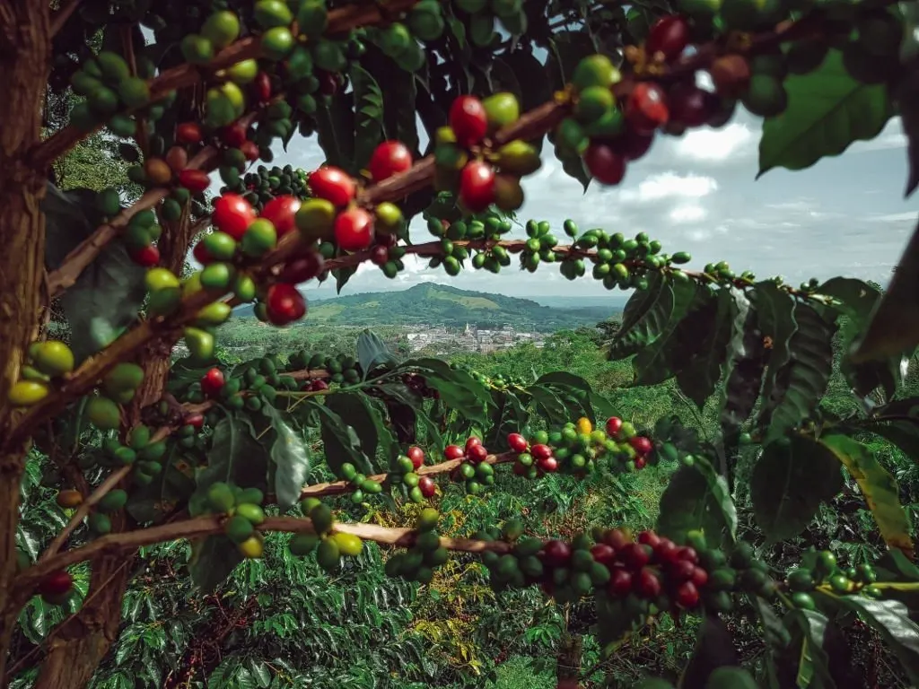 Perkebunan kopi dan hortikultura di kawasan Ijen