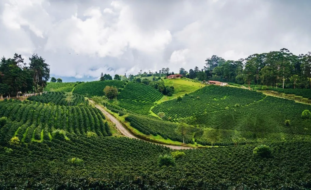 Jalan setapak di antara pohon kopi kawasan Ijen