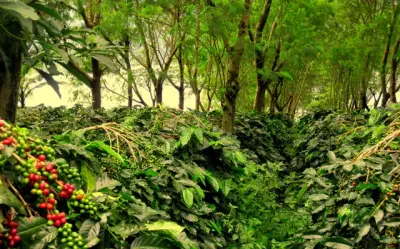 Pengalaman yang Sering Terlewat: Wisata Kopi di Kaki Gunung Ijen