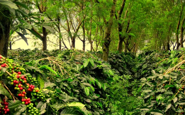Perkebunan kopi di kaki Gunung Ijen Banyuwangi