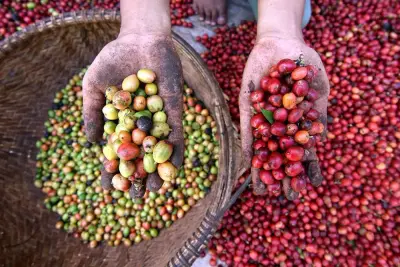 Kopi Osing Banyuwangi asli