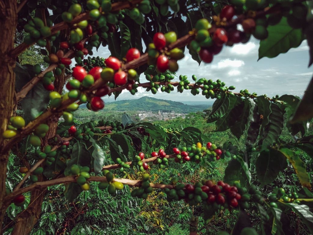 Perkebunan kopi dan hortikultura di kawasan Ijen