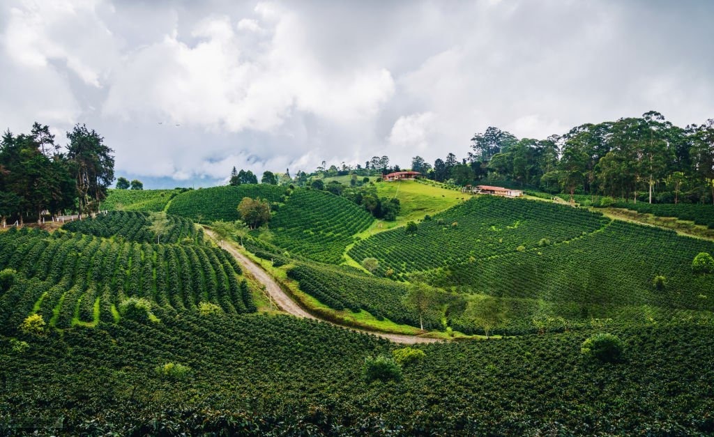Jalan setapak di antara pohon kopi kawasan Ijen