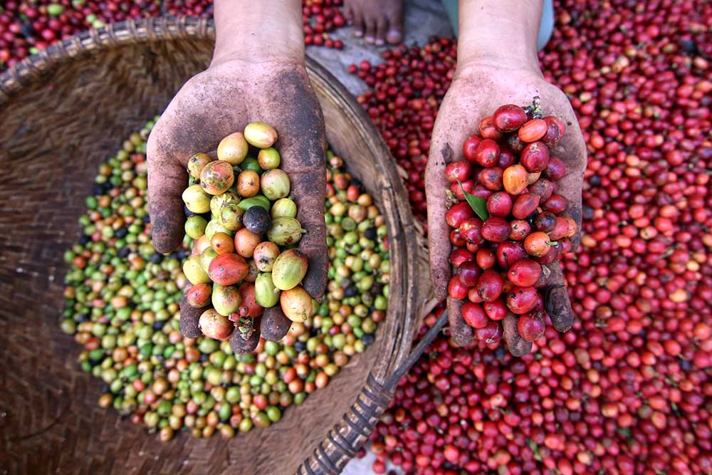 Kopi Osing Banyuwangi asli