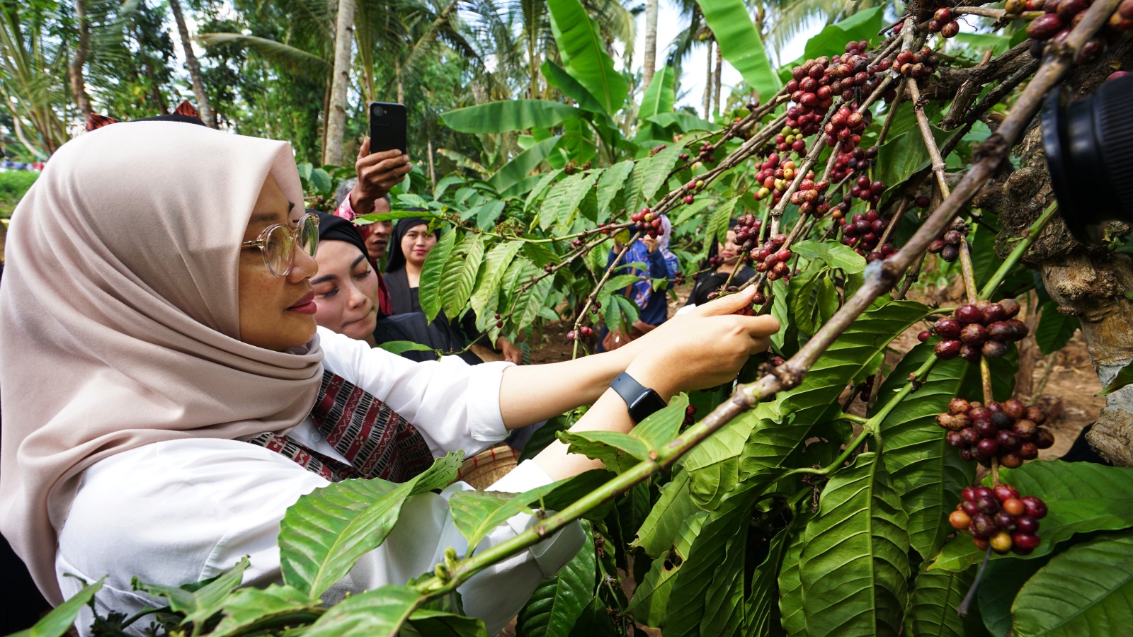 Perkebunan kopi lereng Ijen Banyuwangi